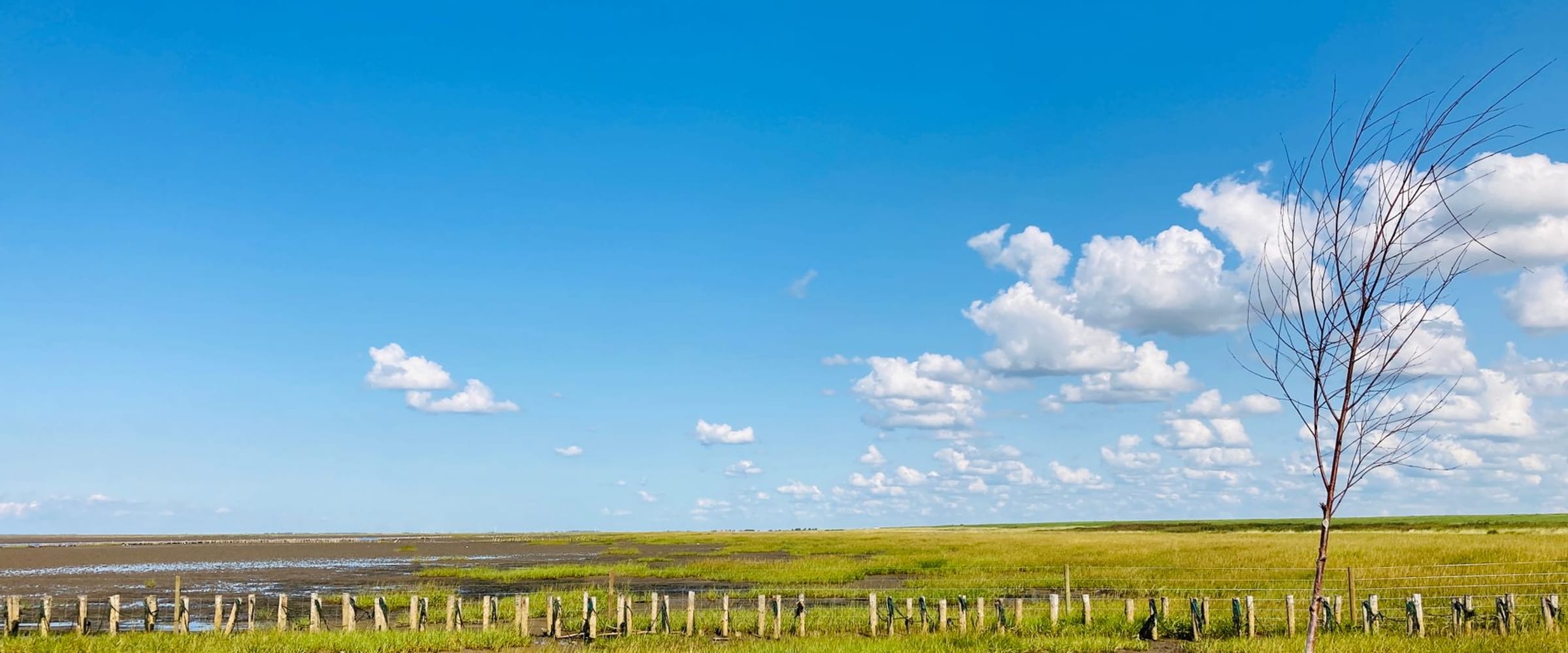 A calm coastal marsh with green grass under a clear blue sky